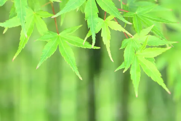 Grön Bambu Blad Med Suddig Bakgrund — Stockfoto