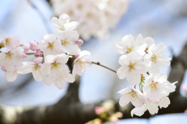 Bahçede güzel bahar çiçekleri, kiraz çiçekleri                   