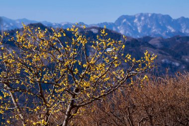 Sarı kır çiçekleri ve dağları olan güzel bir manzara.