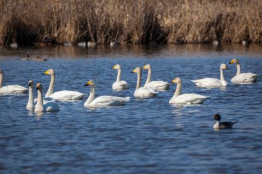 Mavi suda yüzen şaşırtıcı beyaz kuğular..