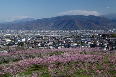 Japonya 'da kiraz çiçeği ve dağ 