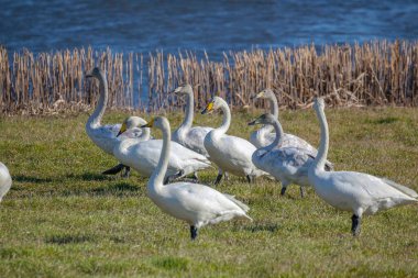 Beyaz Kuğu Gölü yakınlarında.