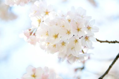 İlkbaharda kiraz çiçekleri, sakura ağaçları                