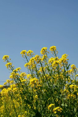 Çayırdaki küçük sarı çiçeklere yakın çekim