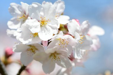 Bahçedeki kiraz çiçekleri, baharda açan güzel kiraz ağaçları. 