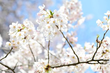 Bahçedeki kiraz çiçekleri, baharda açan güzel kiraz ağaçları. 