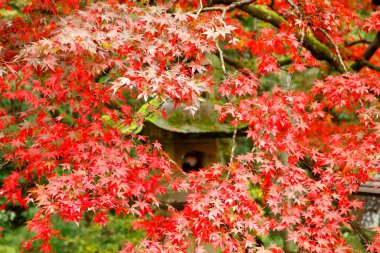 Sonbahar yaprakları, sonbahar bitkileri