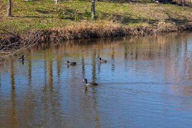 Mavi sudaki ördekli gölet manzarası