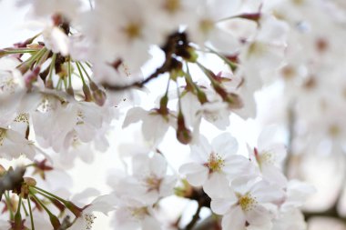 İlkbaharda kiraz çiçekleri, sakura ağaçları                