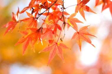 Yapraklı renkli sonbahar konsepti arkaplan görünümü 
