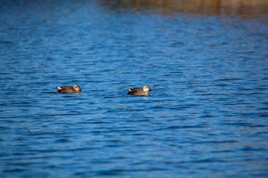 Mavi sudaki iki ördekli gölet manzarası