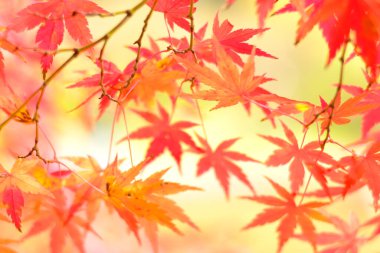 Yapraklı renkli sonbahar konsepti arkaplan görünümü 