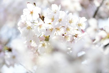 Bahçede güzel bahar çiçekleri, kiraz çiçekleri                   