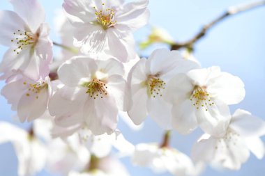 Bahçedeki kiraz çiçekleri, baharda açan güzel kiraz ağaçları. 