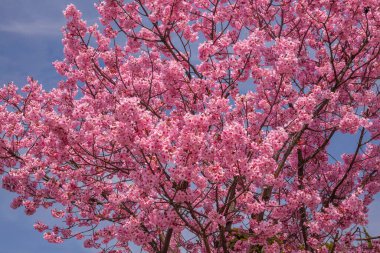 kiraz çiçeği sakura ağacı 