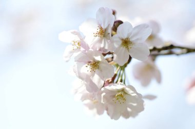 İlkbaharda kiraz çiçekleri, sakura ağaçları                