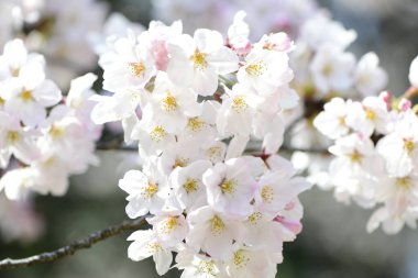 İlkbaharda kiraz çiçekleri, sakura ağaçları                