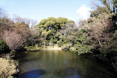 Parktaki güzel bahar ağaçları ve nehirler 