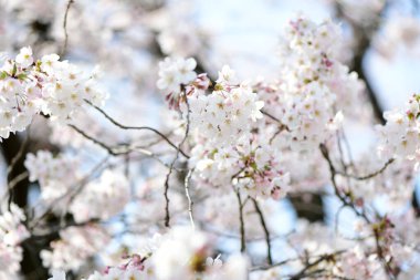 Güzel kiraz çiçekleri. Çiçeklere yakın.
