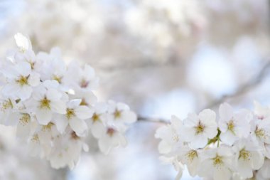 Güzel kiraz çiçekleri. Çiçeklere yakın.