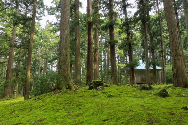 güzel doğa kavramı arka plan