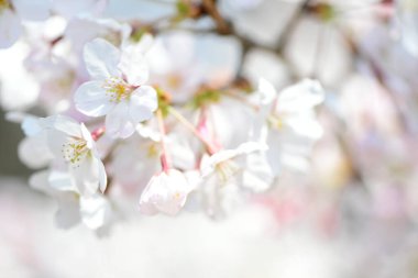 İlkbaharda kiraz çiçekleri, sakura ağaçları                