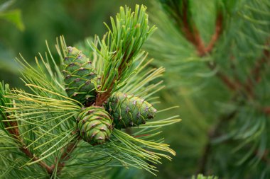 Genç yeşil kozalaklar ağaçta