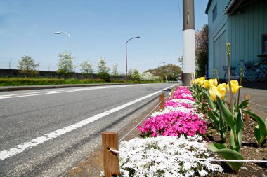 Şehirde yol kenarında açan çeşitli güzel çiçekler.