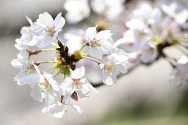 Bahçede güzel bahar çiçekleri, kiraz çiçekleri                   