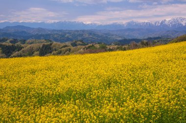 Dağları ve sarı çiçekleri olan güzel bir manzara. 