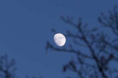 Gece gökyüzünde dolunay ve ön planda ağaç dalları
