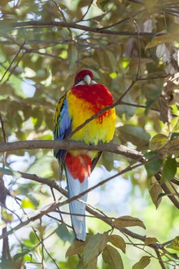 Güzel papağan kuşu ormandaki bir ağacın dalında oturuyor.