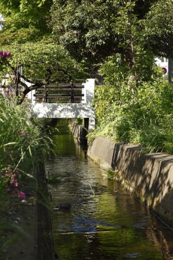Küçük deresi olan güzel yeşil park manzarası 