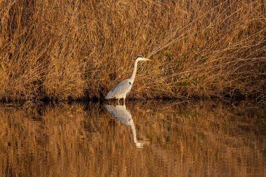 Gölde doğal bir ortamda duran büyük balıkçıl.               