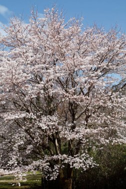 Japon sakura çiçeği pozu, bahar resmi.