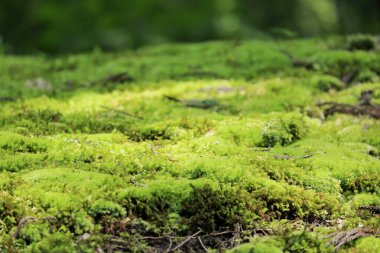 Ormandaki güzel yeşil yosun manzarası    