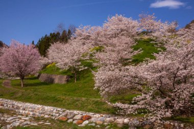 güzel kiraz ağaçları arka plan görünümü 