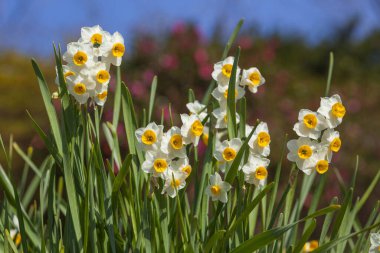 Bahar bahçesinde açan narsist çiçekler.         
