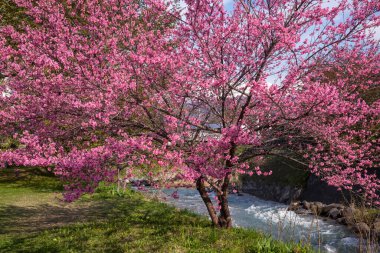 Bahçedeki güzel sakura çiçekleri