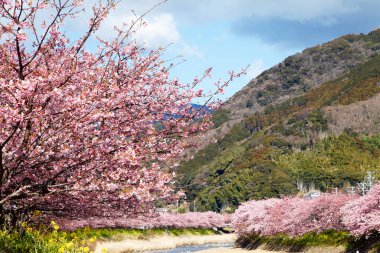 Kiraz çiçekleri Japonya 'da baharın sembolüdür..
