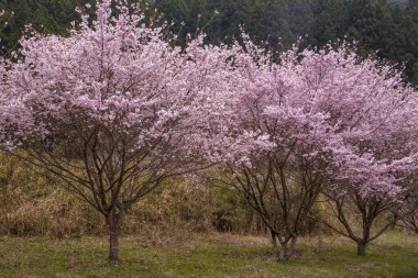 güzel kiraz ağaçları arka plan görünümü 
