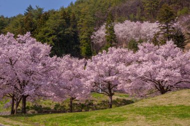 İlkbaharda kiraz çiçeği 