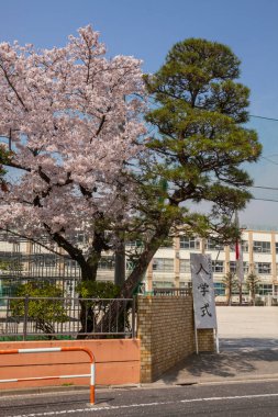 İlkbaharda kiraz çiçeği 