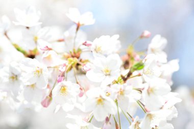 İlkbaharda açan kiraz ağacı 