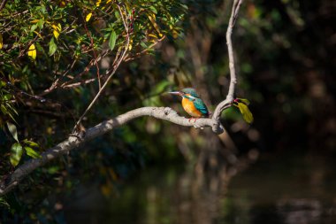 Kingfisher kuşu vahşi yaşamda ağaç dalına tünedi.        