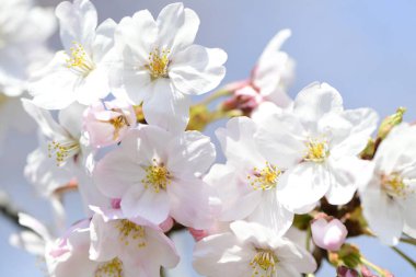 İlkbaharda açan kiraz ağacı 