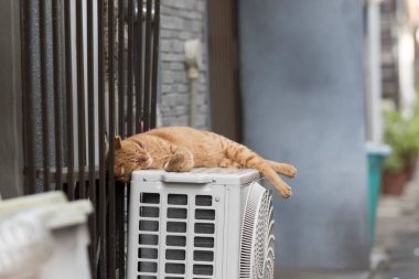 Kedi klima bloğunda uyuyor.