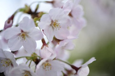 Bahçedeki güzel kiraz çiçeklerine yakın.