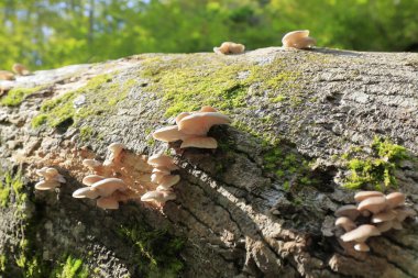 Doğadaki mantarların manzarasını kapat
