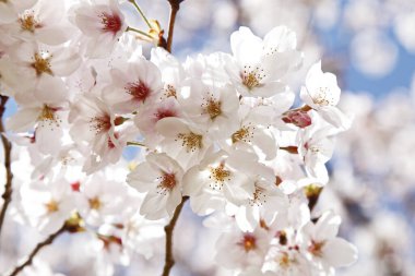 Japon sakura çiçeği pozu, bahar resmi.